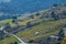 Vineyard landscape near Collioure, Pyrenees Orientales, Roussillon, Vermilion coast, France