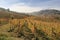 Vineyard landscape of oltrepo pavese