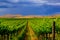 Vineyard Landscape Rolling Hills against Dark Sky