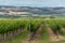 Vineyard landscape with rows of grape plants