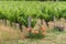 Vineyard landscape with rows of grape plants and flowering rose bush