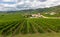Vineyard Landscape in Soave