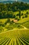 Vineyard landscape at South Styrian Wine Road in Slovenia on border with Austria