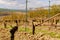 Vineyard landscape in the sunset light.