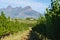 Vineyard landscape at sunset with mountains in Stellenbosch, near Cape Town, South Africa