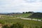 Vineyard Landscape in Temecula