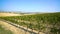 Vineyard Landscape in Tuscany , Italy