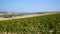 Vineyard Landscape in Tuscany , Italy