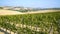 Vineyard Landscape in Tuscany , Italy