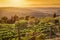 Vineyard landscape in Tuscany, Italy. Wine farm at sunset