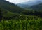 Vineyard and landscape view of farm in Zarautz.