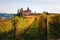 Vineyard Langhe rows field with cottage. Autumn beautiful orange and yellow colors. Viticulture Piedmont, Italy.