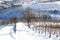 Vineyard Langhe with snow