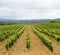Vineyard in Languedoc-Roussillon (France)