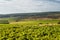 Vineyard in Languedoc-Roussillon (France)