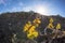 Vineyard in Lanzarote island, growing on volcanic soil