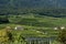 Vineyard. Large bunches of ripe wine grapes hang from old vines in wine region