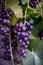 Vineyard. Large bunches of ripe wine grapes hang from old vines in wine region