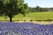 Vineyard and lavender, Barossa Valley, Australia