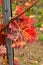 Vineyard with Leafes closeup Green Orange Red fall Autumn