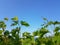 Vineyard leaves in sping with blue sky