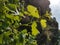 Vineyard leaves in sping with blue sky