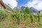 Vineyard in Liechtenstein. Background with Alps