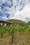 Vineyard in Liechtenstein. Background with Alps