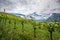 Vineyard in Liechtenstein. Background with Alps