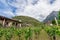 Vineyard in Liechtenstein. Background with Alps