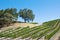 Vineyard lined on rolling hillside
