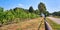 Vineyard in Loddin on the island of Usedom on the Baltic Sea