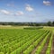 Vineyard Loire Valley France