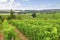 Vineyard Loire Valley France Square