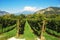 Vineyard in Lombardy, Italy