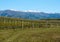 In a vineyard looking at mountains near Clyde and Alexandra in New Zealand