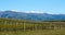 In a vineyard looking at mountains near Clyde and Alexandra in the South Island in New Zealand