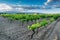 Vineyard in the Luberon