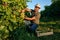 vineyard male farm worker picks bunches grape from vine carefully attentively stack in a box.