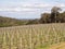 Vineyard, Margaret River wine region, Western AustraliaVineyard, Margaret River wine region, Western Australia