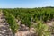 Vineyard in Margaux castle in MÃ©doc France