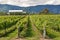 Vineyard in Marlborough