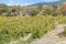 Vineyard in Massandra district of Crimea