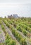 Vineyard in Massandra region and Black Sea
