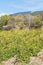 Vineyard in Massandra region of Crimea