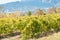 Vineyard in Massandra region of south coast Crimea