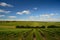 Vineyard in McLaren Vale