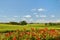 Vineyard in McLaren Vale with roses