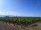 Vineyard in Mendoza, Argentina