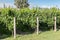 Vineyard in Mendoza Argentina